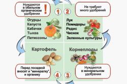 Що вирощувати в теплиці влітку методики підвищення врожайності