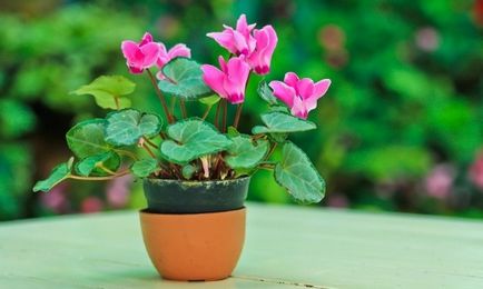 Cyclamen perioada de odihnă și valoarea de floare