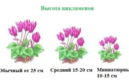 Cyclamen perioada de odihnă și valoarea de floare