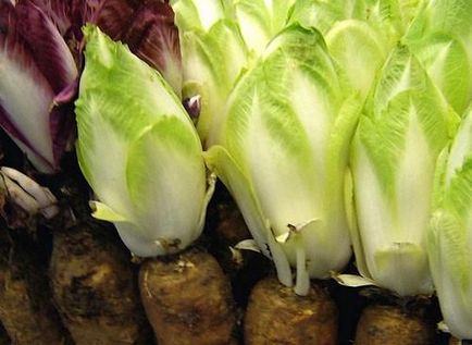 Цикорій салатний - про користь і протипоказання