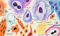 Citologie a colului uterin