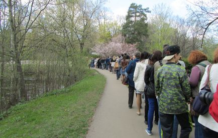 Sakura înflorit în grădina japoneză a grădinii botanice de răni, trăiesc să călătorească