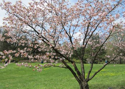 Sakura înflorit în grădina japoneză a grădinii botanice de răni, trăiesc să călătorească