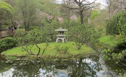Цвітіння сакури в японському саду ботанічного саду ран, live to travel