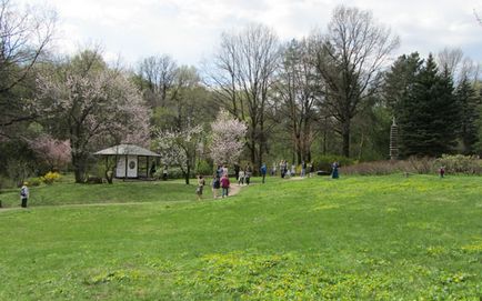 Sakura înflorit în grădina japoneză a grădinii botanice de răni, trăiesc să călătorească