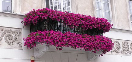 Flori pe balcon cu descriere și fotografie
