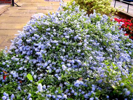 Florile care cauzează alergii, cum să faci o grădină fără alergii, să plantezi o grădină
