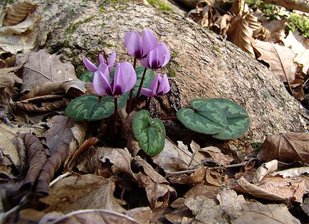 Floare ciclamen - cultivarea și îngrijirea plantei acasă