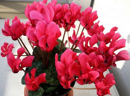Floare ciclamen - cultivarea și îngrijirea plantei acasă
