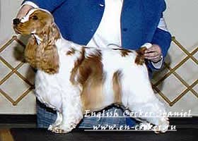 Culoarea blănii de culoare și modele tipice englezesc cocker spaniel