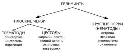 Instrucțiuni de mestecat de mesteacăn în interiorul paraziților, o prezentare generală a rețetelor