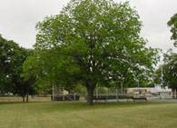 Pecan, cultivarea nuci pecan