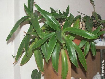 Dihorizandra - florinka - csapat kertészek ventilátorok (belopestraya Dichorisandra leucophthalmos) Dihorizandra - florinka - amatőr kertészek csapat