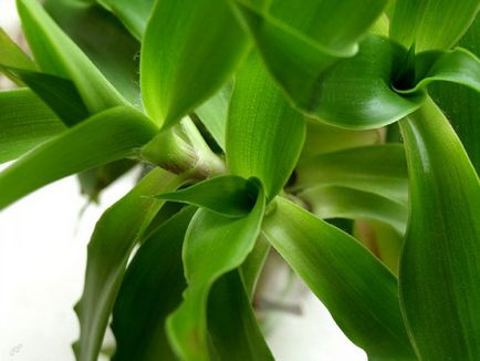 Дихоризандра фото, види і способи догляду за рослиною