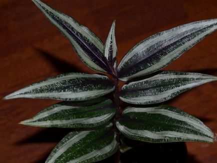 Дихоризандра фото, види і способи догляду за рослиною