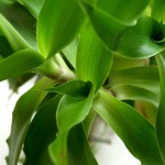 Дихоризандра - рослина від багатьох хвороб