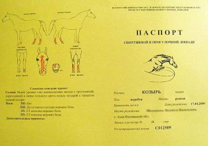 Документи на коня, кінно-туристичний клуб