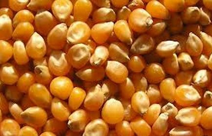 Házi popcorn sajttal recept fotót paragrams (home) Házi popcorn sajttal recept fénykép paragrams