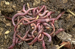 Дощовий черв'як і його вирощування і розведення в домашніх умовах