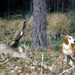 Drever câine de vânătoare suedeză