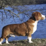 Drever câine de vânătoare suedeză