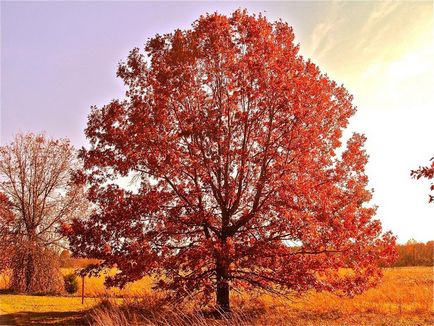 Stejar roșu pentru plantare pe teren, îngrijire, fotografie, condiții de creștere