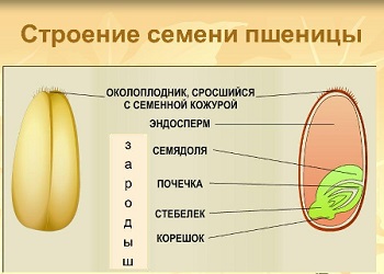 Semințe de endosperm de grâu