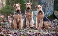 Airedale terrier expoziție de formare, comportament la paddock expoziție, pregătirea de lână Airedale terrier