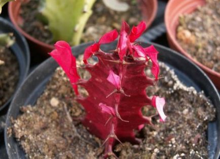 Euphorbia hármas - gondozó növények - ibolya