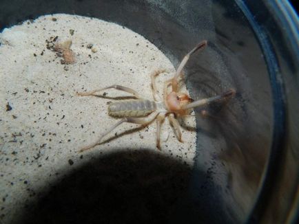 Phalanx spider, care este mai bine să nu se întâlnească