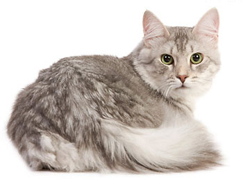 Ferplast maxi bella WC otthon macskák és kistestű kutyáknak - vásárolnak olcsó Moszkva olcsó