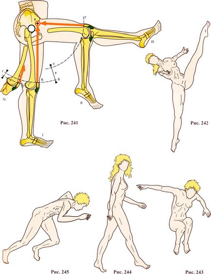 Funcțiile fiziologice ale mușchiului rectus femoris - fiziologia articulațiilor, articulația genunchiului - chirurgie și