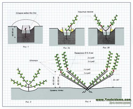 Формування винограду своїми руками на шпалері від а до я (схеми), сайт про сад, дачі і кімнатних