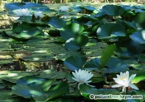 Parcul Foros, parcuri, grădini Crimeea, obiective turistice din Crimeea