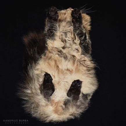 Fényképész kapura macskák, mint még sosem látott