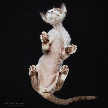 Fényképész kapura macskák, mint amit még nem látott Esch
