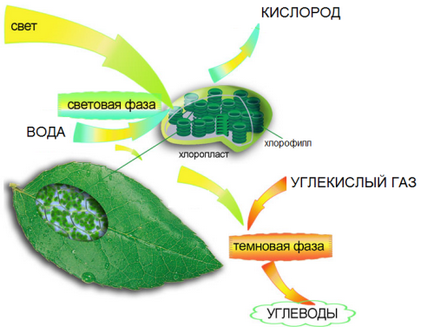 Fotosinteza - procesul de creare a substanțelor organice
