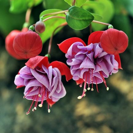 Fuchsia în grădină cultivarea și grooming