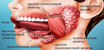 Funcțiile glandelor salivare, structura lor și, de asemenea, componentele saliva