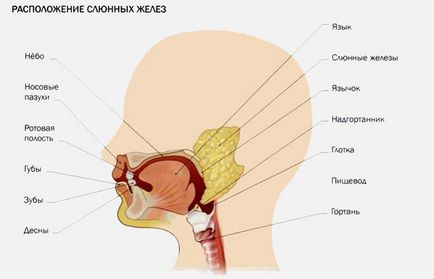 Функції слинних залоз, їх будова а також компоненти слини