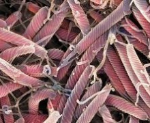 A gyomorhurut a kutyák és macskák, az állítólagos etiológiája nemzetségbe tartozó baktériumok helicobacter (kutya) A gyomorhurut a kutyák és macskák, az állítólagos etiológiája helicobacter nemzetségbe tartozó baktériumok