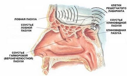 Sinusurile maxilare sunt dispuse și cum arată