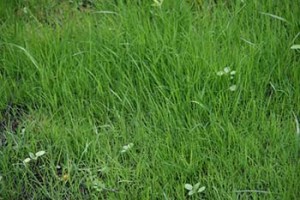 Газонна трава, яка знищує бур'яни