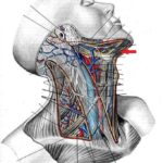 Amennyiben a csecsemőmirigy (thymus)