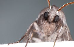 În cazul în care molia trăiește ciclul de viață, caracteristicile aparatului orală al larvei