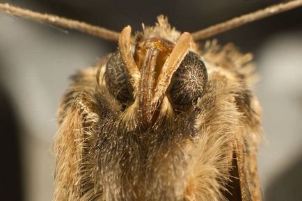 În cazul în care molia trăiește ciclul de viață, caracteristicile aparatului orală al larvei