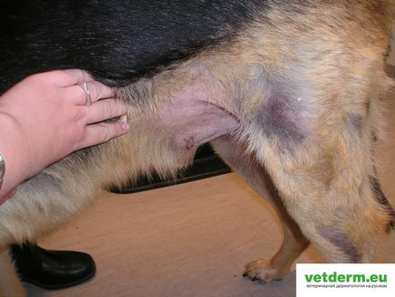 Hyperestrogenism, állatorvosi bőrgyógyászat orosz