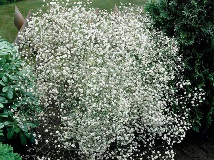 Speciile Gypsophila, descriere, plantare și îngrijire, reproducere, fotografie