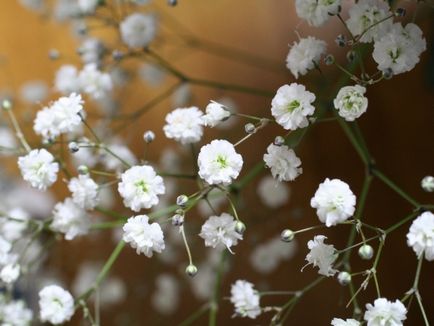 Speciile Gypsophila, descriere, plantare și îngrijire, reproducere, fotografie