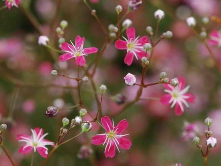 Speciile Gypsophila, descriere, plantare și îngrijire, reproducere, fotografie